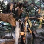 Dreadlock Hair Jewelry - Image 7